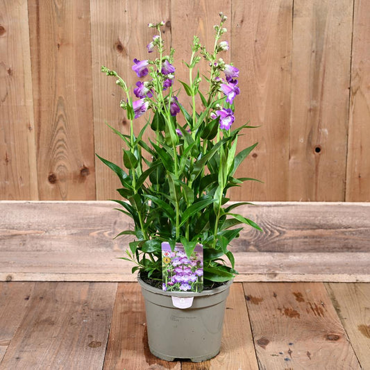 Penstemon Pensham Czar 3L