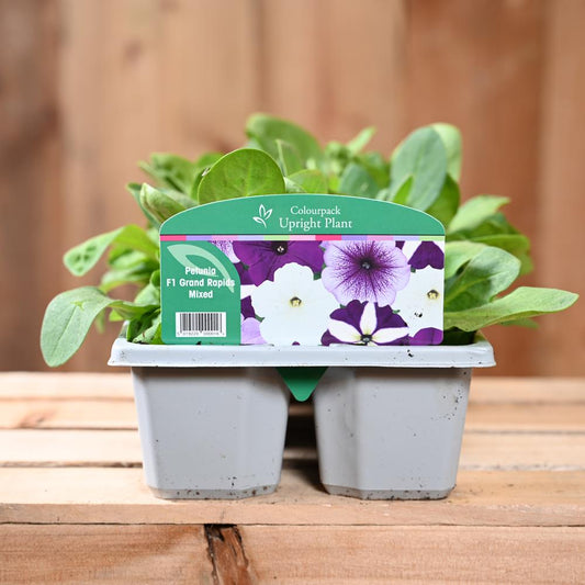 Petunia Grand Rapids 6 Pack