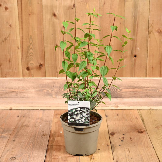 Philadelphus Lemoinei 3L