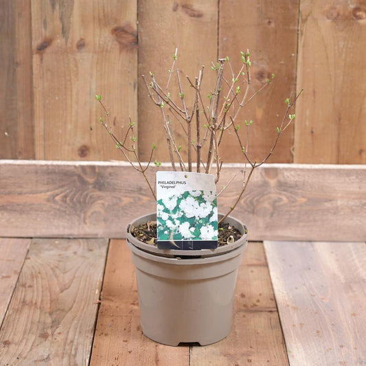 Philadelphus 'Virginal' 3L