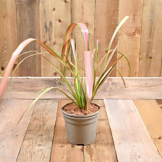 Phormium Jester 3L