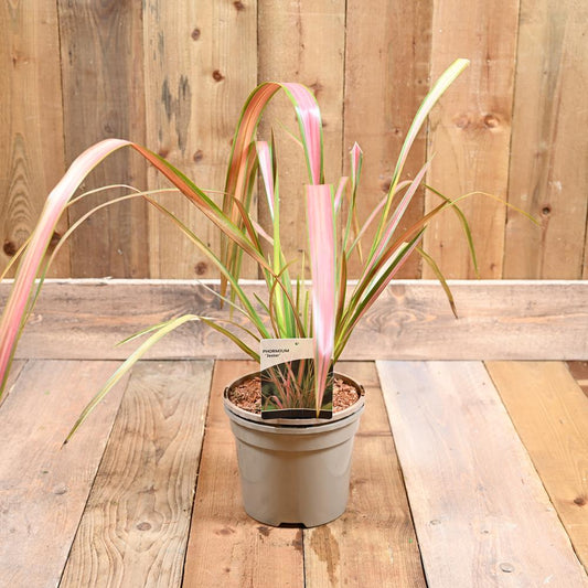 Phormium Jester 3L