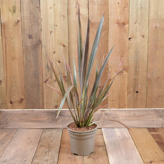 Phormium Rainbow Queen 3L