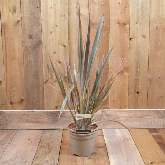 Phormium Rainbow Queen 3L