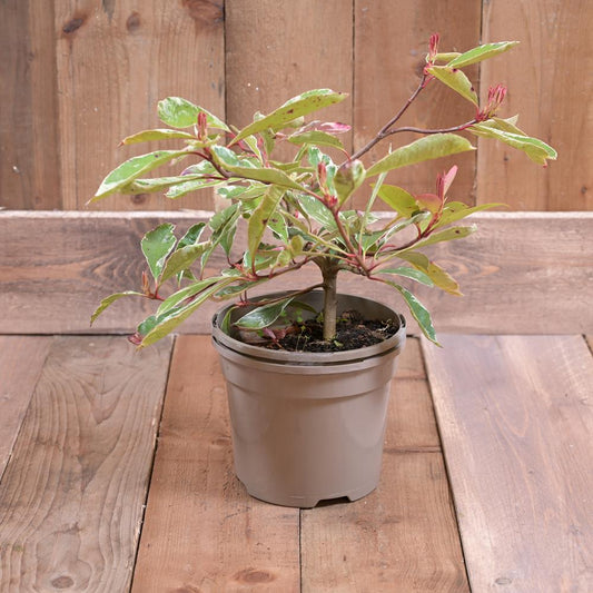 Photinia 'Pink Marble' 3L