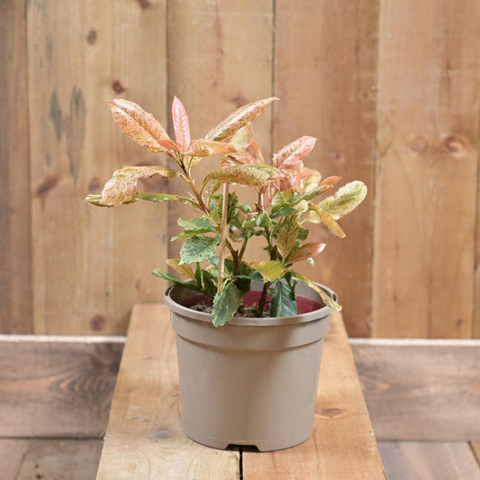 Photinia Serratifolia 'Pink Crispy' 2L