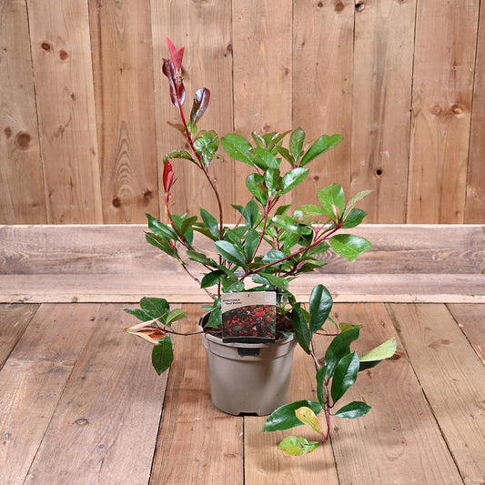 Photinia X Fraseri 'Red Robin' 3L