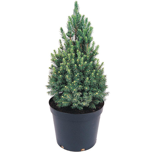 Picea Glauca Albertiana Conica 3L