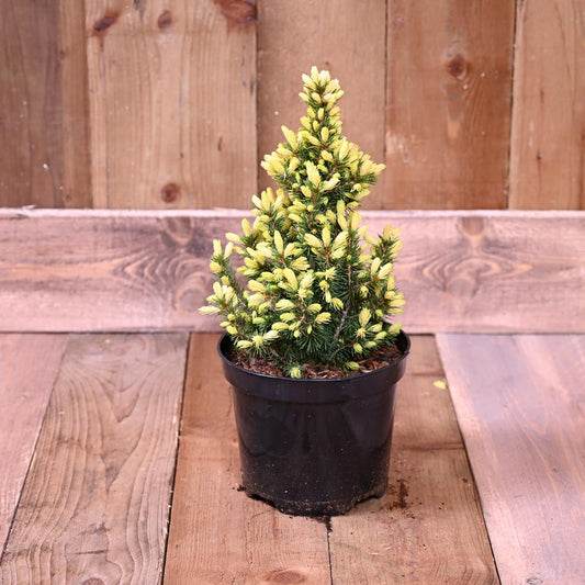 Picea Glauca Daisys White 3L