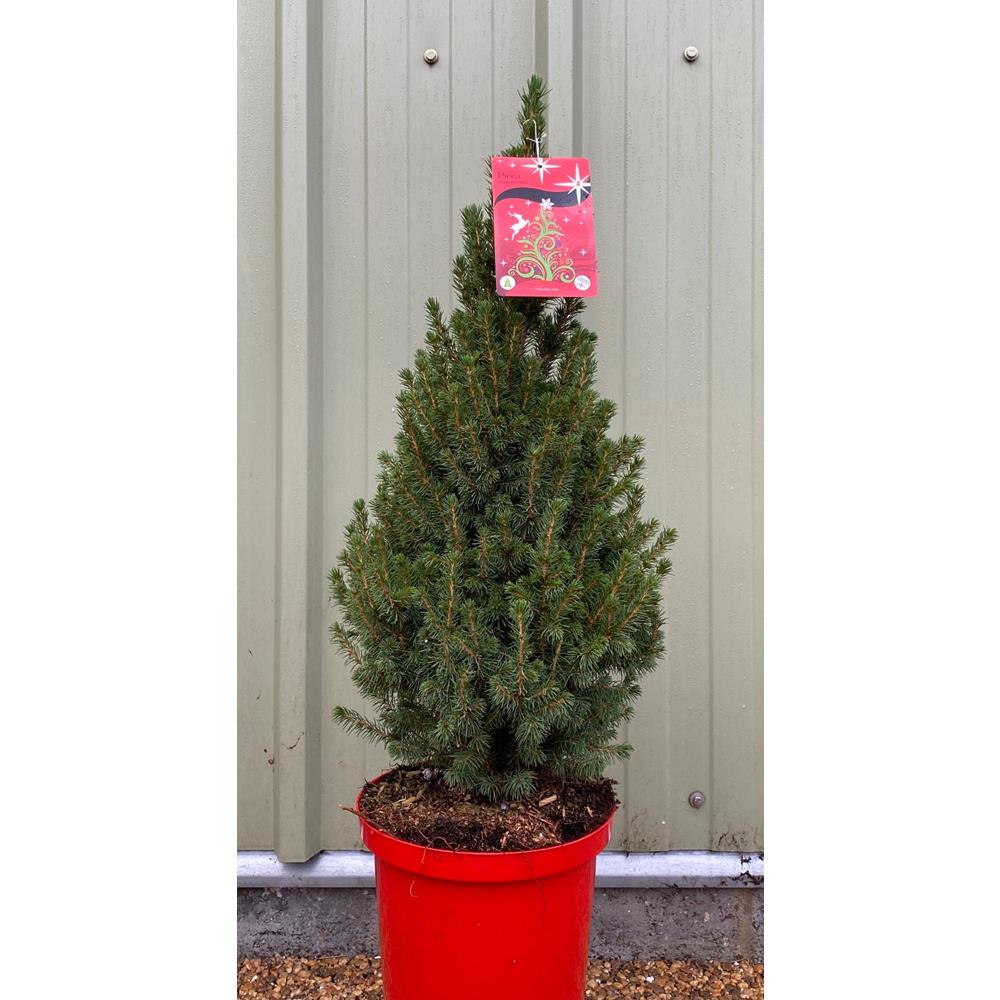 Picea Glauca Perfecta 4.5L