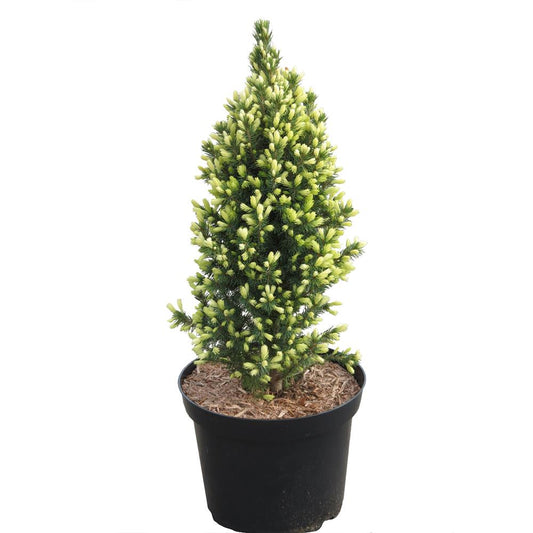 Picea Glauca Sun On The Sky 3L