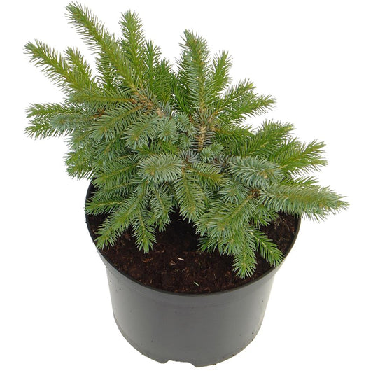 Picea Sitchensis Papoose 3L