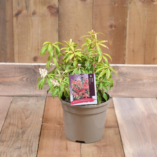 Pieris 'Forest Flame' 2L