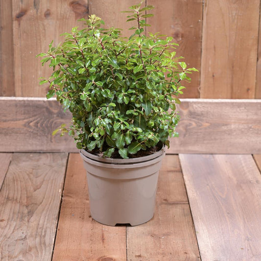 Pittosporum Gold Star 3L