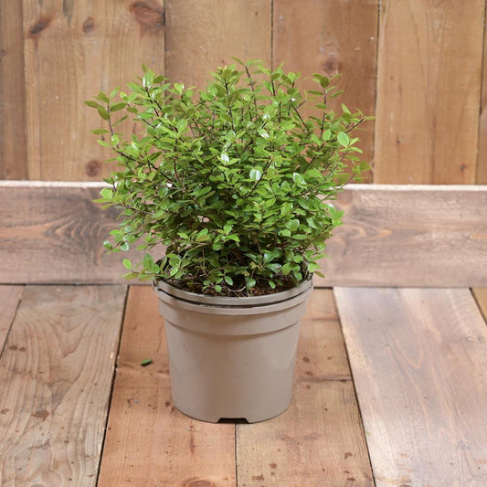 Pittosporum Golf Ball 3L
