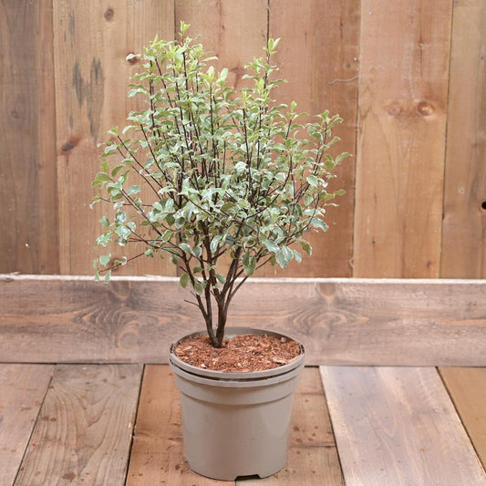 Pittosporum 'Silver Queen' 3L