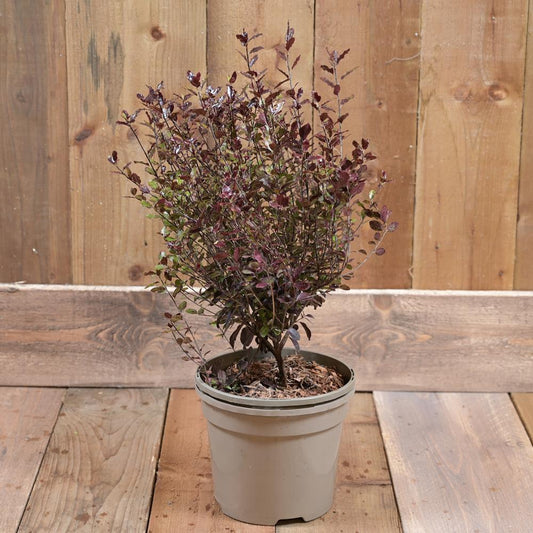 Pittosporum Tennifolia Tom Thumb 3L