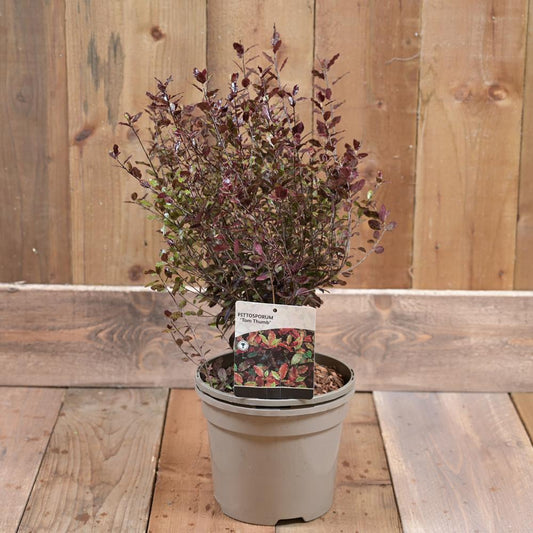 Pittosporum Tennifolia Tom Thumb 3L