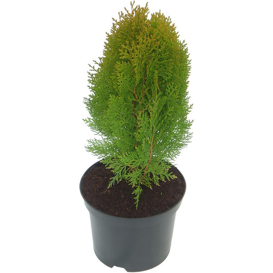 Platycladus Orientalis Nana Aurea 3L