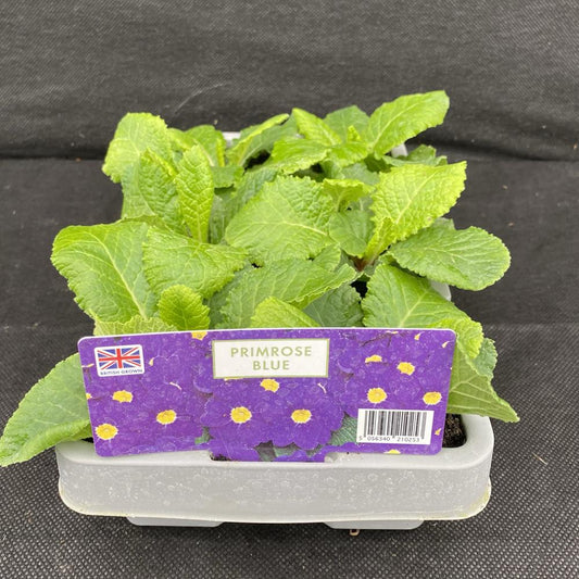 Polyanthus Blue Jumbo 6 Primula