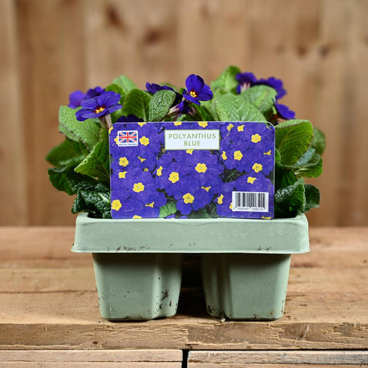 Polyanthus Blue Jumbo 6 Primula