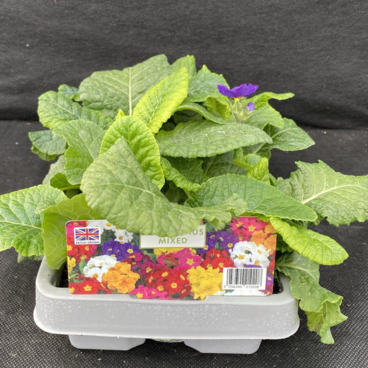 Polyanthus Mixed 6 Pack Primula