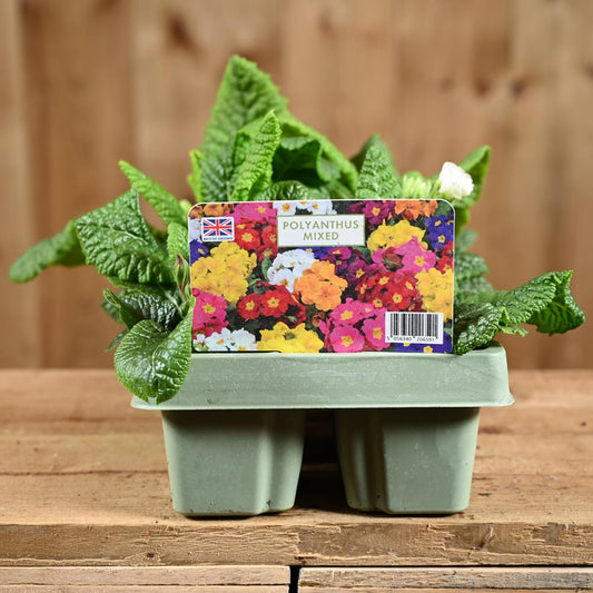 Polyanthus Mixed Jumbo 6 Primula