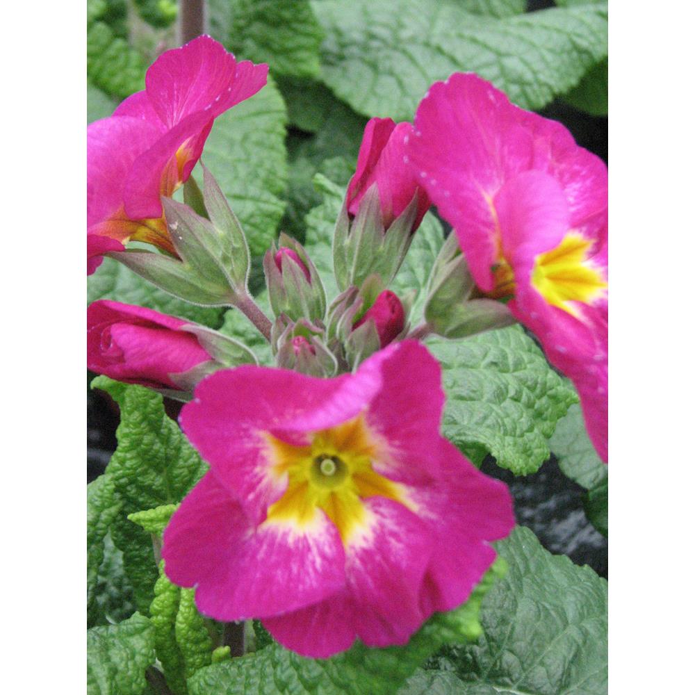 Polyanthus Purple Bicolour Jumbo 6 Primula