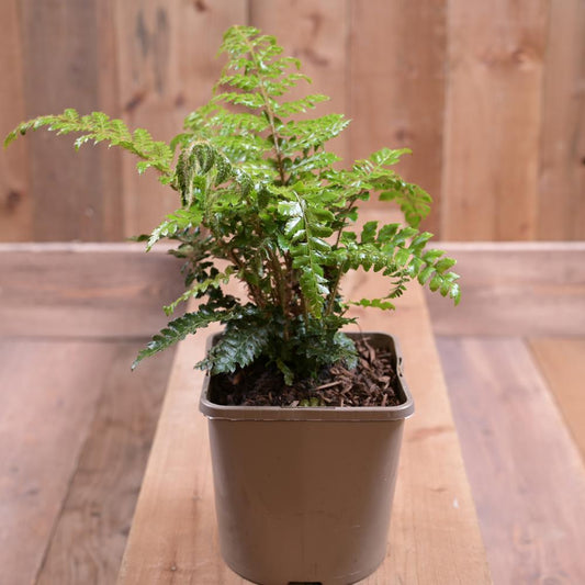 Polystichium Polyblepharum 3L
