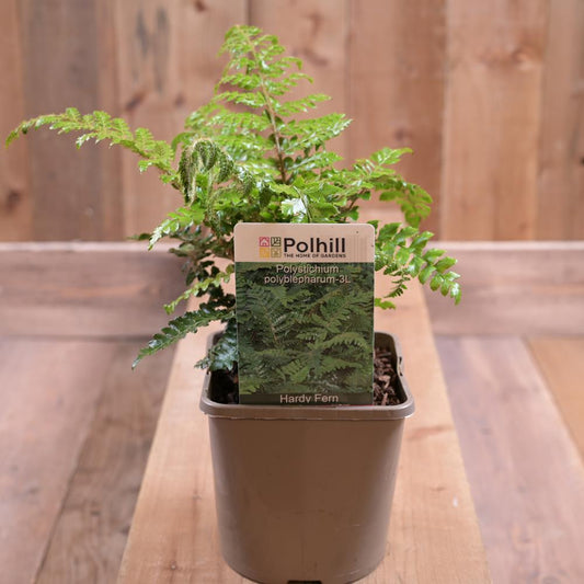 Polystichium Polyblepharum 3L