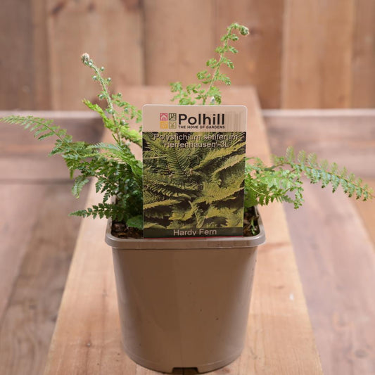 Polystichium Setiferum 'Herren