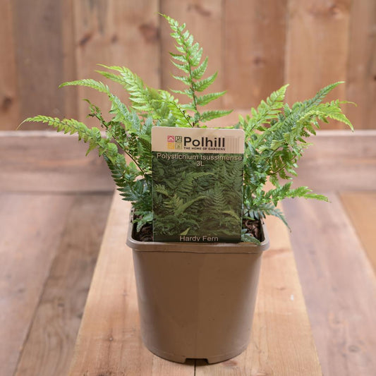 Polystichium Tsussimense 3L