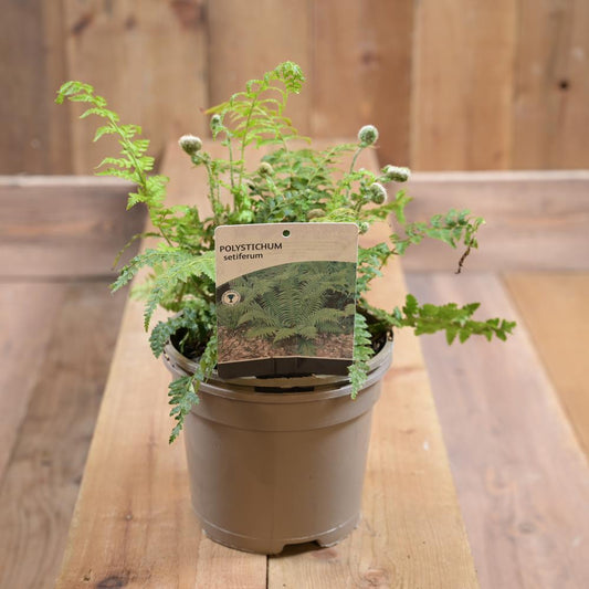 Polystichum Setiferum 2L