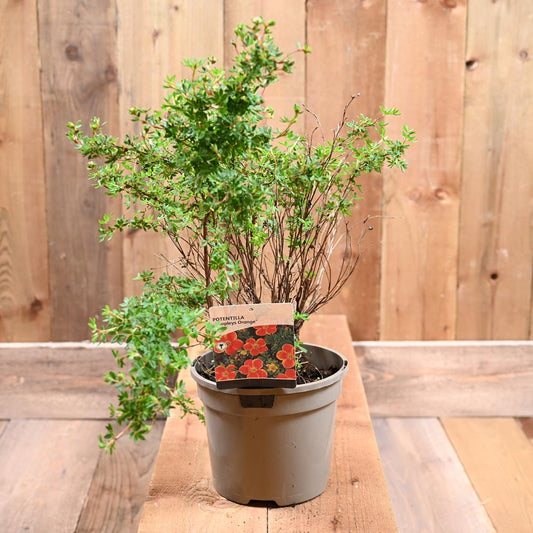 Potentilla Fruticosa 'Hopleys Orange' 3L
