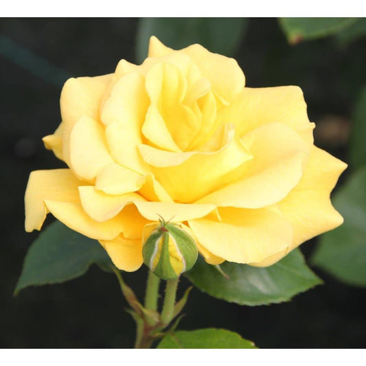 Precious Gold  3L