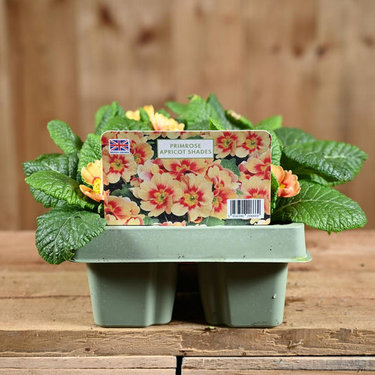 Primrose Apricot Shades Jumbo 6 Primula