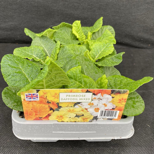 Primrose Daffodil Mixed 6 Pack Primula