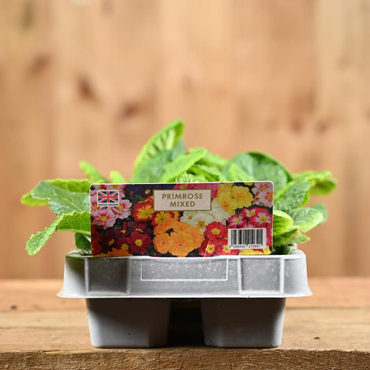 Primrose Daffodil Mixed 6 Pack Primula