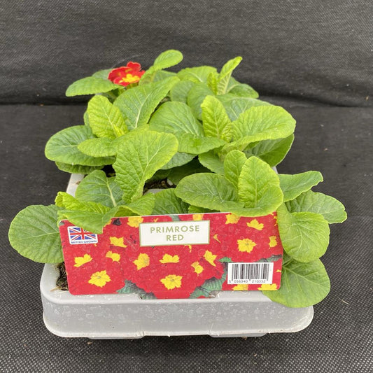 Primrose Red Jumbo 6 Primula