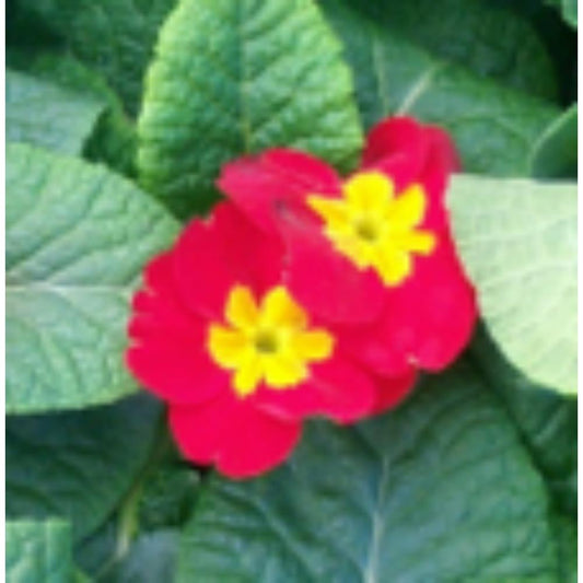 Primrose Red Jumbo 6 Primula