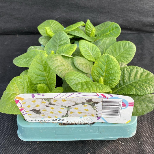 Primrose White Jumbo 6 Primula