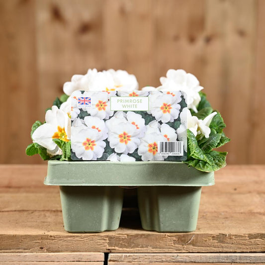 Primrose White Jumbo 6 Primula