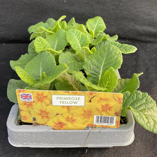 Primrose Yellow Jumbo 6 Primula
