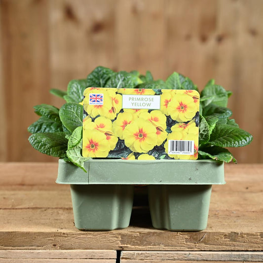 Primrose Yellow Jumbo 6 Primula