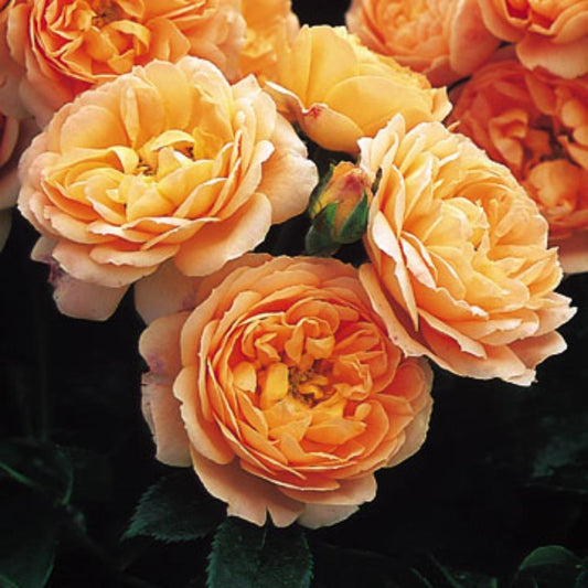 Sweet Dream Rose 3L