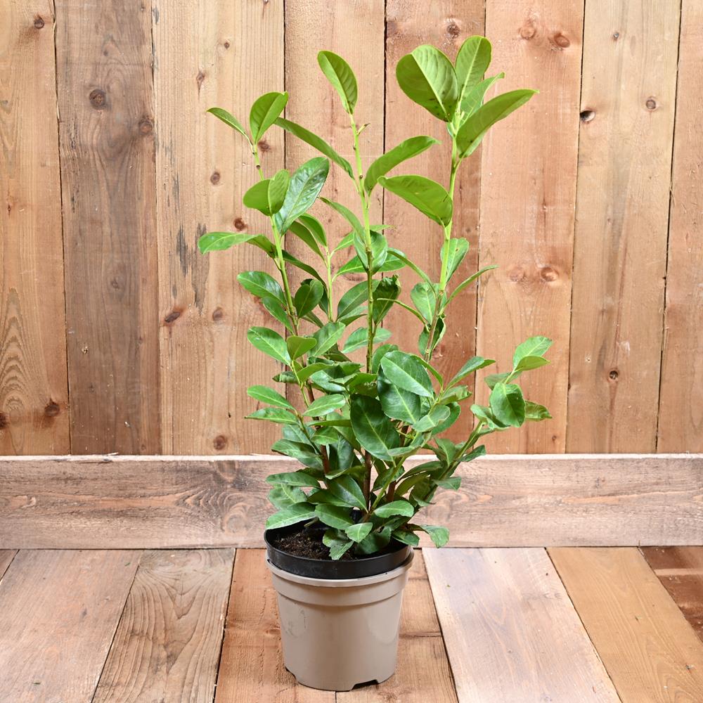Prunus Laurocerasus 'Rotundifolia' 3L