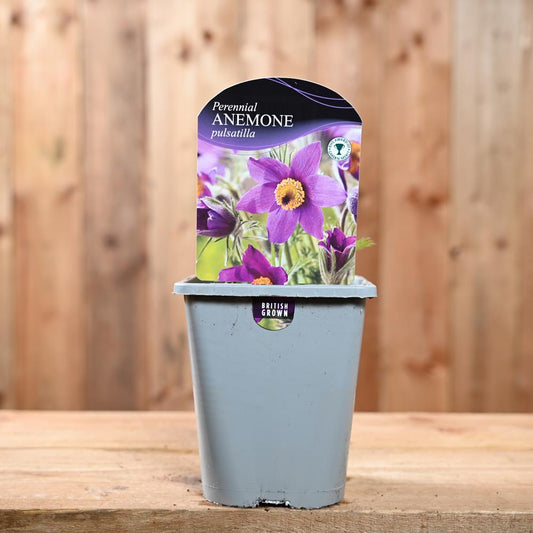 Pulsatilla Vulgaris 1L