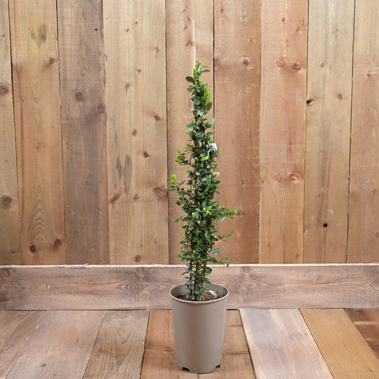 Pyracantha coccinea Red Column 3Ld