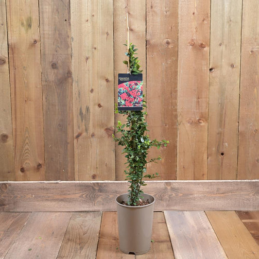 Pyracantha coccinea Red Column 3Ld