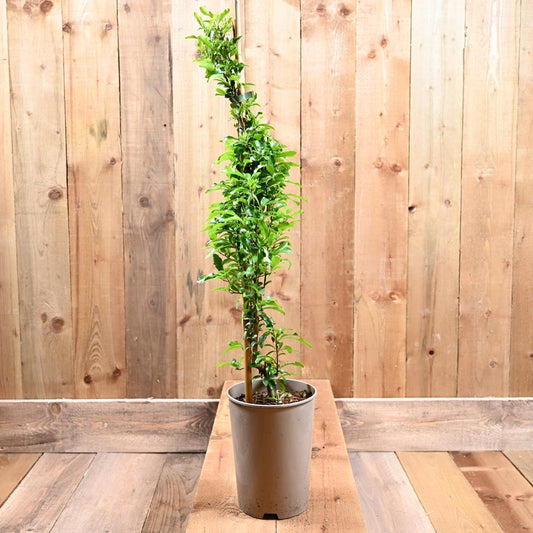 Pyracantha 'Saphyr Orange'  3Ld